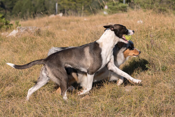 blue merle Australian shepherd puppy dog runs and jump on the meadow of the Praglia with a pitbull puppy dog in Liguria in Italy