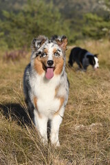 blue merle Australian shepherd puppy dog runs and jump on the meadow of the Praglia with a pitbull puppy dog in Liguria in Italy