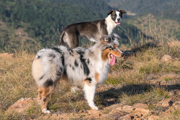 blue merle Australian shepherd puppy dog runs and jump on the meadow of the Praglia with a pitbull puppy dog in Liguria in Italy