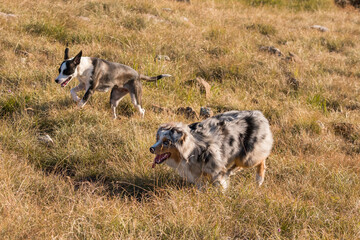 blue merle Australian shepherd puppy dog runs and jump on the meadow of the Praglia with a pitbull puppy dog in Liguria in Italy