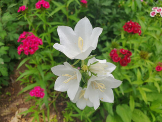 Obraz premium A sprig of white campanula flowers blooms in a flower bed.