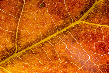 Fototapeta na wymiar 가을 단풍잎 접사