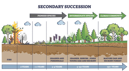 Secondary succession as ecological recovery after wildfire outline diagram. Labeled educational years timeline with pioneer, intermediate species and climax community after event vector illustration. - obrazy, fototapety, plakaty