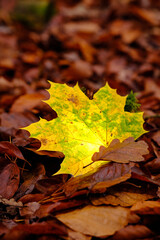 Ahornblatt leuchtend auf Waldboden