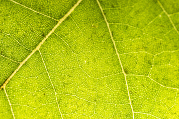 녹색 나뭇잎 매크로 사진