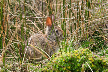 Ecuadorian wild rabbit in the tall grass