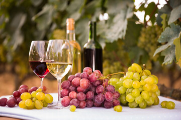 Bunches of red and white grapes, glasses with wine on a table in grape fields