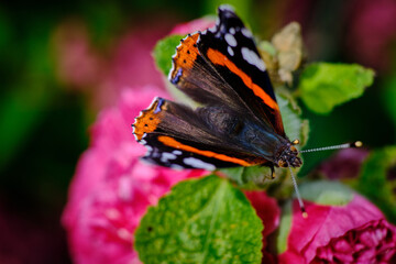 Admiral Schmetterling