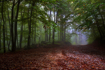 Obraz premium Magical foggy forest way with colorful leaves. Scenic foggy landscape