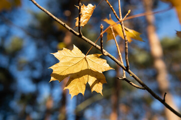 Autumn maple leaves on the tree