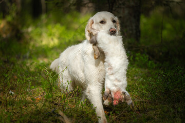 Beautiful golden retriever carrying a shot down game in its mouth.
