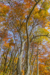 Fototapeta premium 大山