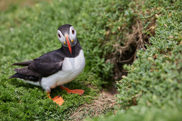 puffin birds on the Saltee Islands in Ireland, near their nest