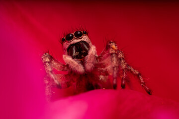 A small spider in pollen, hiding in the petals of a red rose, macro.
