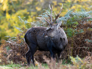 Sika Deer Stag