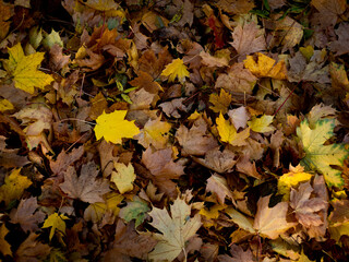 close up of autumn leaves on the ground