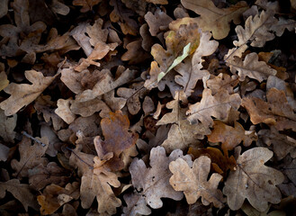 close up of autumn leaves on the ground