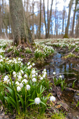 early spring forest with spring snowflake, Vysocina, Czech Repubic