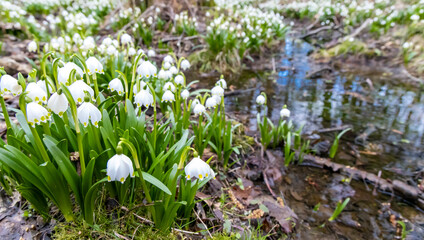 early spring forest with spring snowflake, Vysocina, Czech Repubic