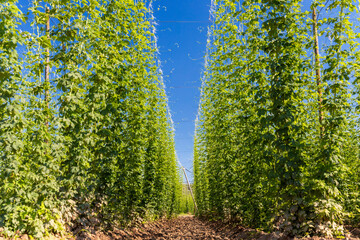 Hop field in Zatec region, Czech Republic