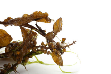 Alga isolated on white