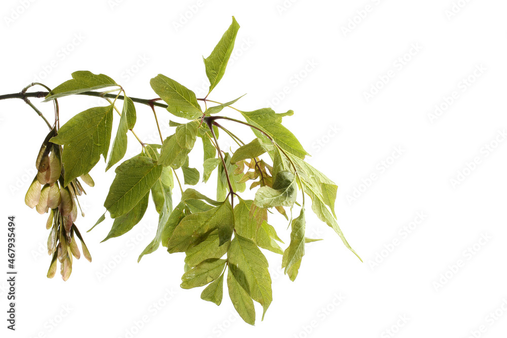 Sticker Ash-leaved maple (acer negundo)