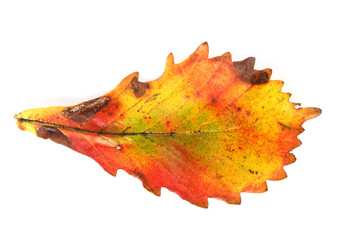 Multicolor autumn leaf