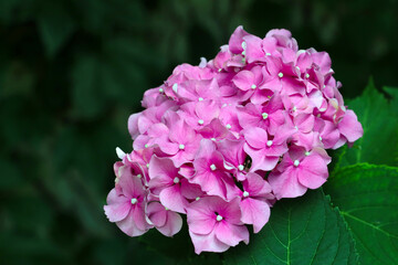 A beautiful bouquet of flowering pink phlox in the garden.