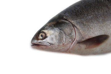 Salmon portrait
