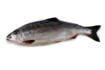 Salmon isolated on white