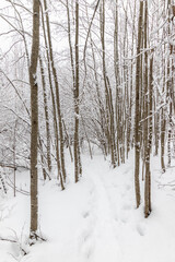 Footpath in winter snow forest with frozen snowy trees