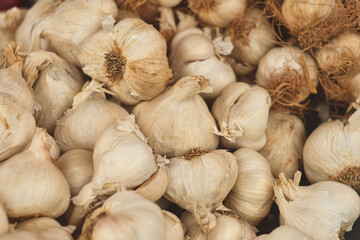Harvest of fresh garden garlic on the farmer's market in Serbia