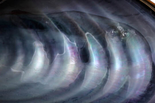 Mussel shell background
