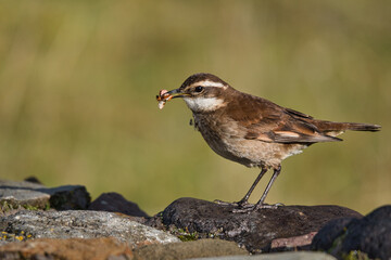 Bird in the Ecuadorian Andes enjoys its food