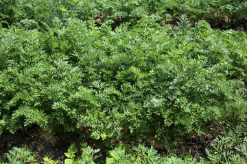 Growing carrots