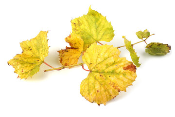 Autumn grape leaf
