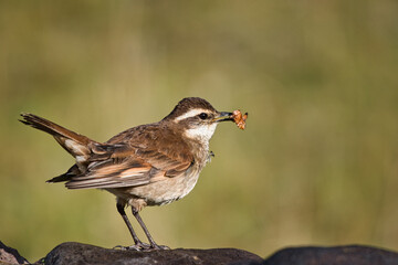 Bird in the Ecuadorian Andes enjoys its food
