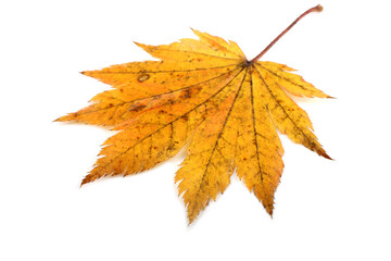 Autumn maple leaf