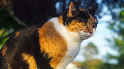 Vue rapprochée d'une belle chatte isabelle, posant sur une clôture