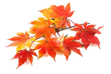Autumn maple branch