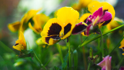 Macro de fleurs jaunes