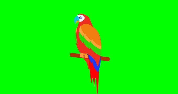 Parrot bird looping animation cartoon on green screen
