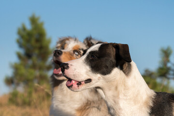blue merle Australian shepherd puppy dog runs and jump on the meadow of the Praglia with a pitbull puppy dog in Liguria in Italy
