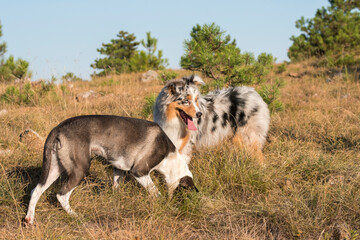 Obraz premium blue merle Australian shepherd puppy dog runs and jump on the meadow of the Praglia with a pitbull puppy dog in Liguria in Italy