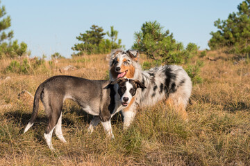 blue merle Australian shepherd puppy dog runs and jump on the meadow of the Praglia with a pitbull puppy dog in Liguria in Italy