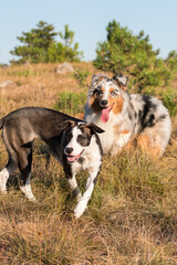 blue merle Australian shepherd puppy dog runs and jump on the meadow of the Praglia with a pitbull puppy dog in Liguria in Italy