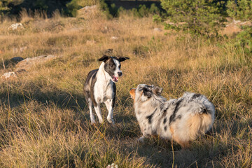 Fototapeta premium blue merle Australian shepherd puppy dog runs and jump on the meadow of the Praglia with a pitbull puppy dog in Liguria in Italy