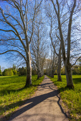 Obraz premium Plane alley in the castle park in Straznice, Southern Moravia, Czech Republic