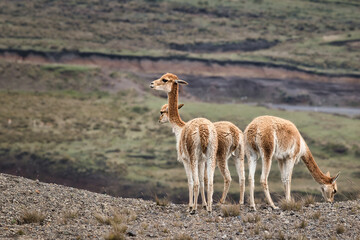 Naklejka na ściany i meble A group of wild vicunas in the Andes
