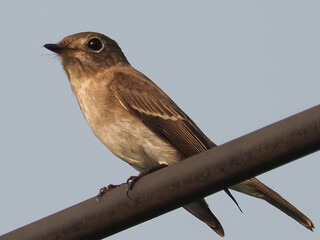 Asian Brown Flycatcher